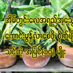 အိမ်တွင်း လေအရည်အသွေး ကောင်းမွန်လာစေဖို့ စိုက်ပျိုးသင့်တဲ့ အပင် ၁၀ မျိုး