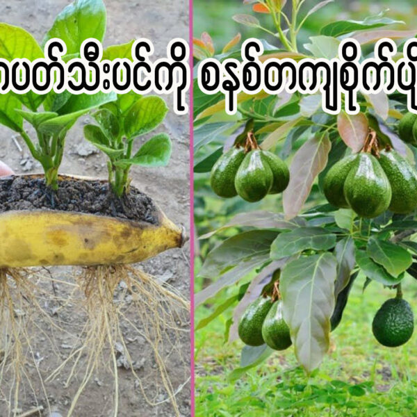 ထောပတ်သီးပင်ကို စနစ်တကျ စိုက်ပျိုးနည်း