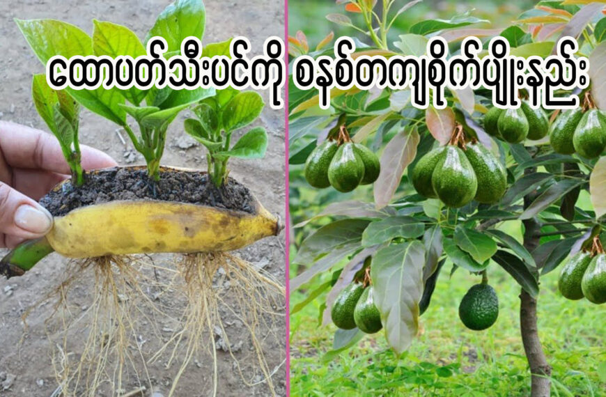 ထောပတ်သီးပင်ကို စနစ်တကျ စိုက်ပျိုးနည်း