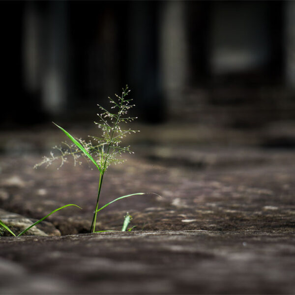 ကြောက်ရွံ့မှုနဲ့ရိုသေလေးစားမှု