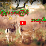 ဇီဝမျိုးကွဲများ ဘာကြောင့် အရေးပါရတာလဲ” အပိုင်း (၂)