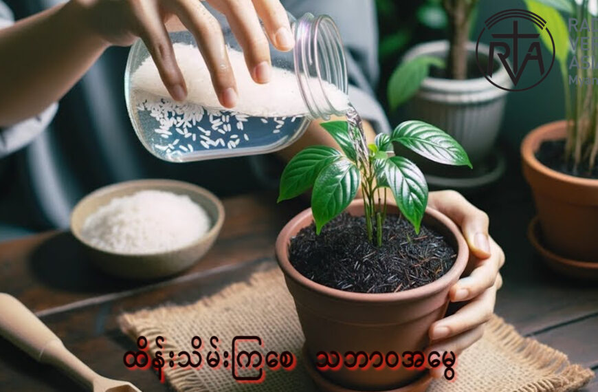 ဆန်ဆေးရည်ကို အပင်အားဆေးအဖြစ် မြေကြီးကိုဖျန်းပေးရင် ဘယ်လို အကျိုးအာနိသင်တွေ ရနိုင်ပါသလဲ