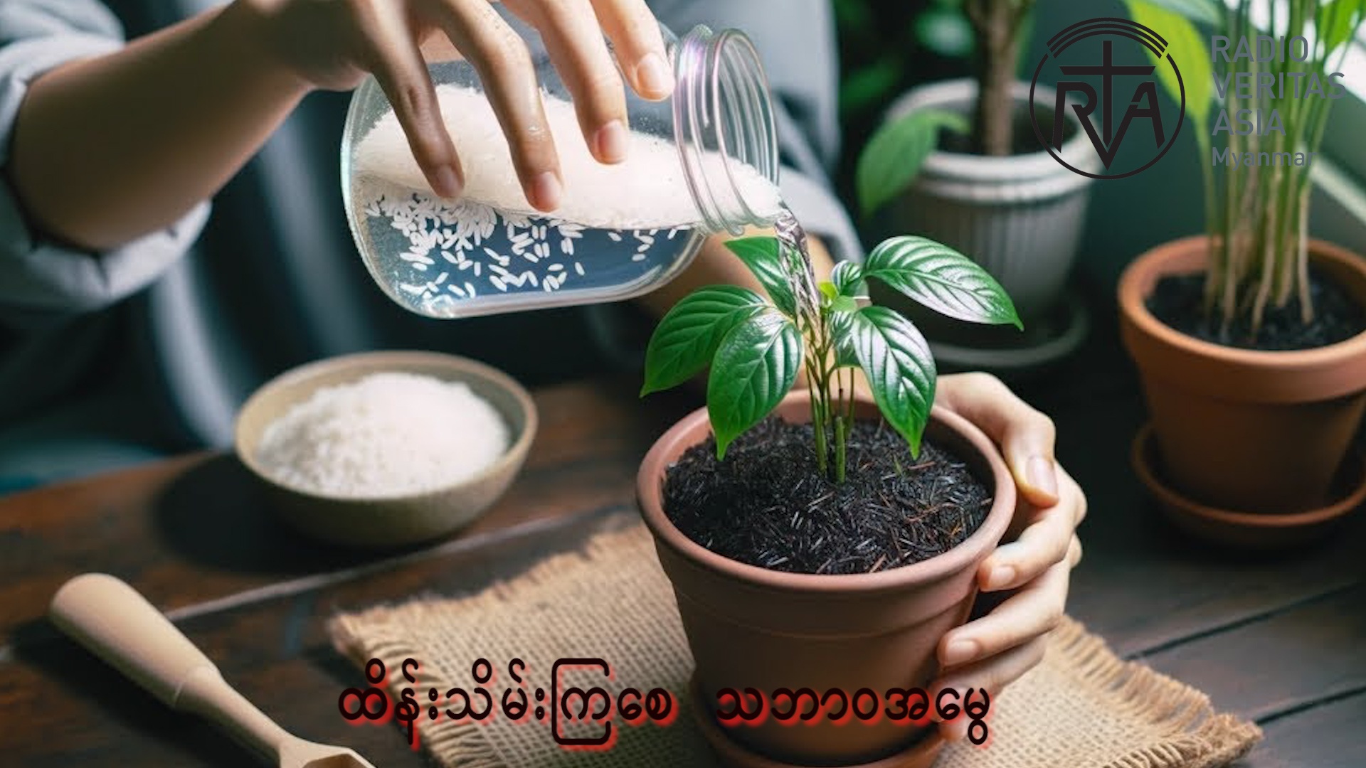 ဆန်ဆေးရည်ကို အပင်အားဆေးအဖြစ် မြေကြီးကိုဖျန်းပေးရင် ဘယ်လို အကျိုးအာနိသင်တွေ ရနိုင်ပါသလဲ