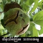 အသီးများကွဲအက်ခြင်း