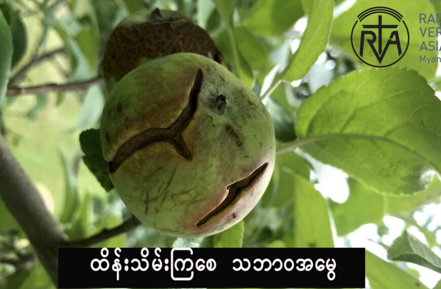 အသီးများကွဲအက်ခြင်း