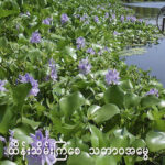 ရေမှော်၊ မြက်ပင်၊ ကိုင်းပင်များရှင်းလင်းခြင်း