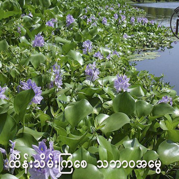 ရေမှော်၊ မြက်ပင်၊ ကိုင်းပင်များရှင်းလင်းခြင်း