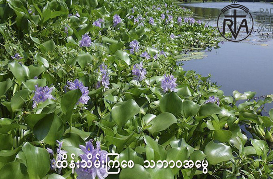 ရေမှော်၊ မြက်ပင်၊ ကိုင်းပင်များရှင်းလင်းခြင်း