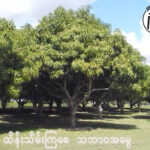 သရက်ရွက်ဖုပြဿနာ ဘယ်လိုဖြေရှင်းမလဲ