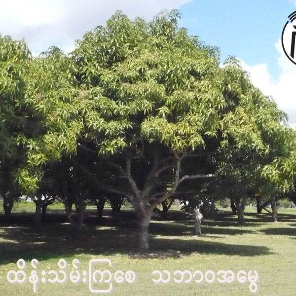 သရက်ရွက်ဖုပြဿနာ ဘယ်လိုဖြေရှင်းမလဲ