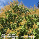 သရက်ပန်းများ ဖူးပွင့်ချိန် ပိုးသတ်ဆေး၊ မှိုသတ်ဆေးများ အသုံးပြရန် သင့်မသင့်