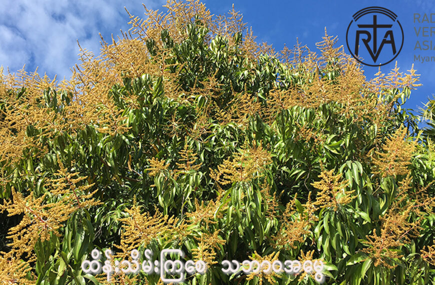 သရက်ပန်းများ ဖူးပွင့်ချိန် ပိုးသတ်ဆေး၊ မှိုသတ်ဆေးများ အသုံးပြရန် သင့်မသင့်