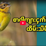 စာဝါကျားငှက်များ ထိမ်းသိမ်းရေး