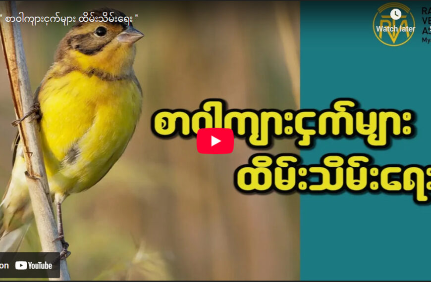 စာဝါကျားငှက်များ ထိမ်းသိမ်းရေး