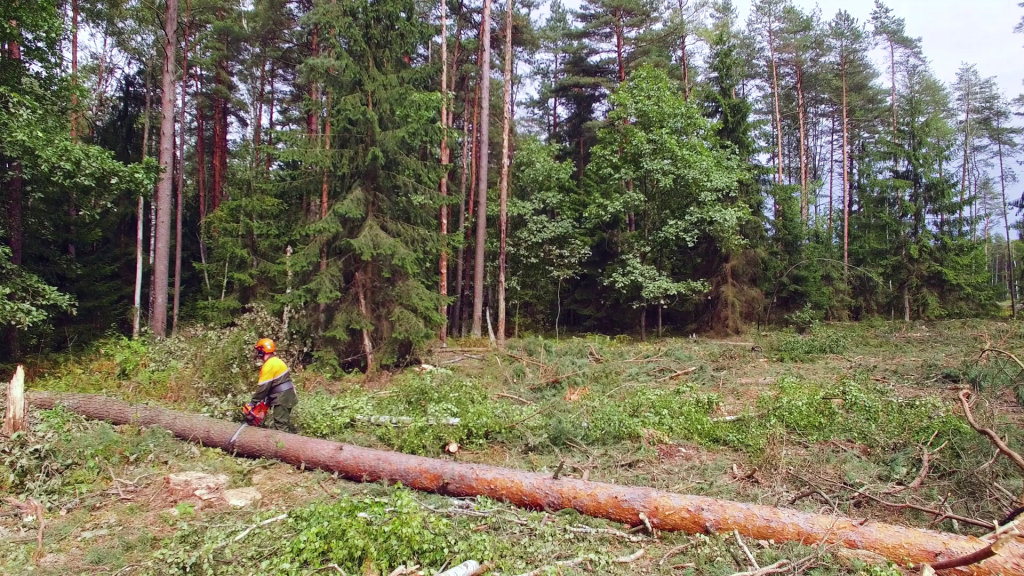 သစ်တောများပြုန်းတီးမှုများအကြောင်းအရင်း