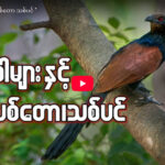 ” သတ္တဝါများနှင့် သစ်တော သစ်ပင် “