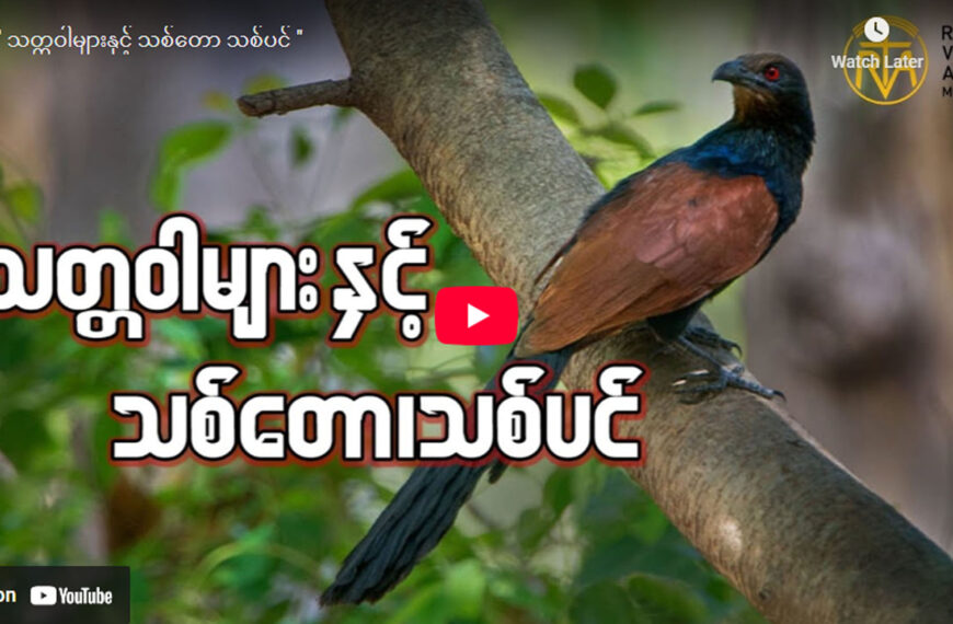 ” သတ္တဝါများနှင့် သစ်တော သစ်ပင် “