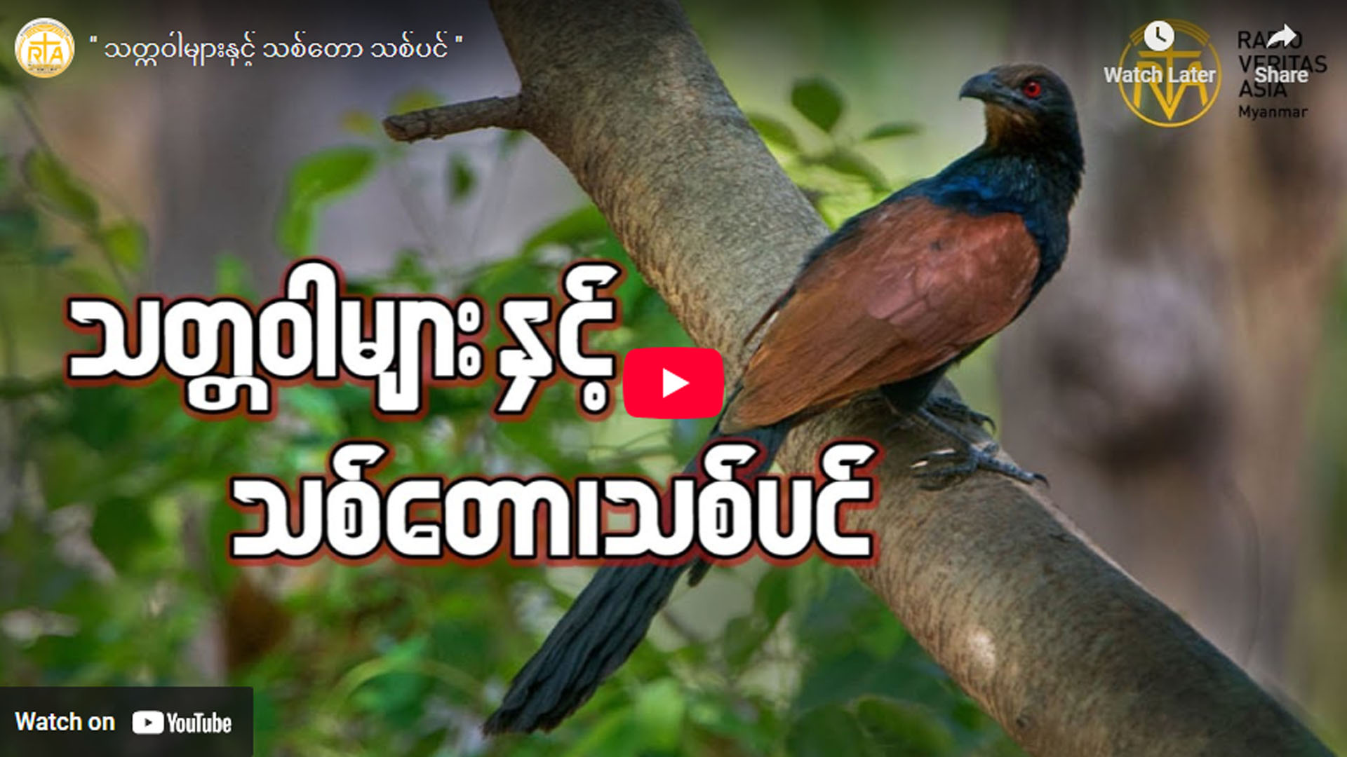 ” သတ္တဝါများနှင့် သစ်တော သစ်ပင် “