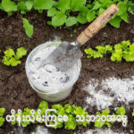 သစ်သားပြာမှာဆိုရင်သတ္တုဓာတ်တွေနဲ့ အာဟာရဓာတ်တွေများစွာပါဝင်ပြီးအကျိုးပြုနိုင်တဲ့ဂုဏ်သတ္တိ