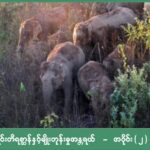 “တောရိုင်းတိရစ္ဆာန်နှင့် မျိုးတုန်းမှုအန္တရာယ် အပိုင်း (၂)”