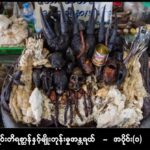 “တောရိုင်းတိရစ္ဆာန်နှင့် မျိုးတုန်းမှုအန္တရာယ် အပိုင်း (၁)”