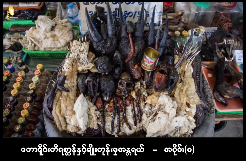 “တောရိုင်းတိရစ္ဆာန်နှင့် မျိုးတုန်းမှုအန္တရာယ် အပိုင်း (၁)”