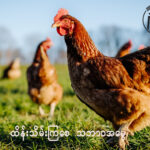 နွေရာသီမှာ ကြက်ခြံတွေ အပူဒဏ်ခံနိုင်စေဖို့ ဆောင်ရွက်သင့်သည်အချက်မျာ