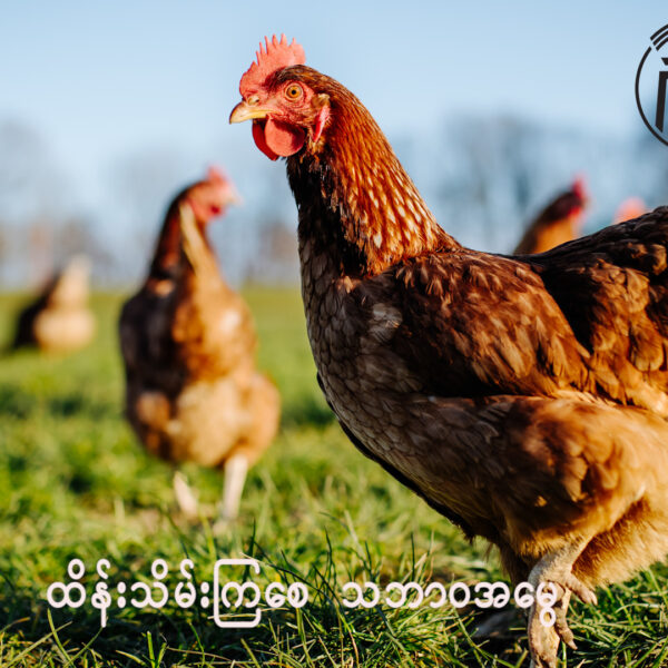 နွေရာသီမှာ ကြက်ခြံတွေ အပူဒဏ်ခံနိုင်စေဖို့ ဆောင်ရွက်သင့်သည်အချက်မျာ