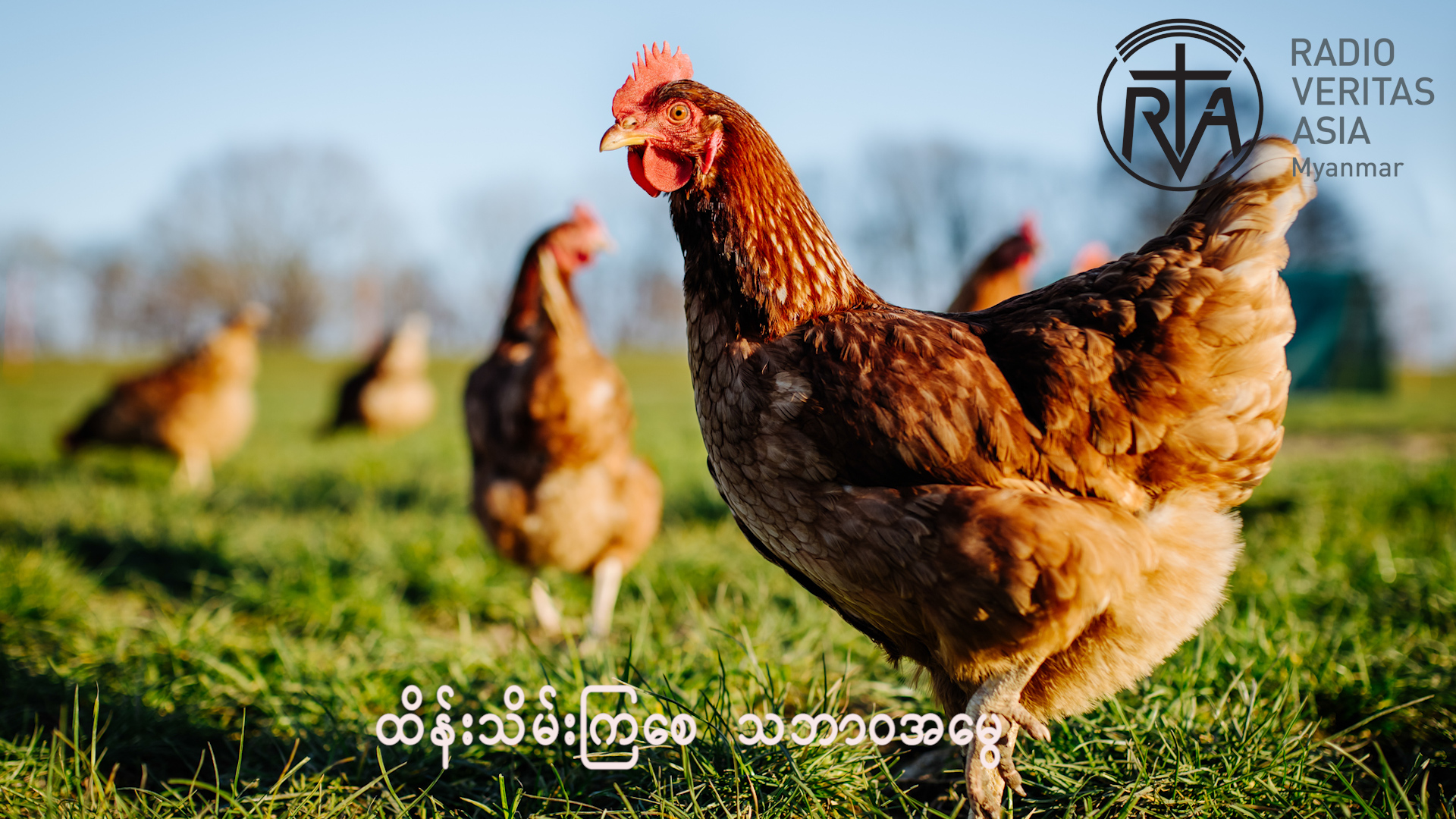 နွေရာသီမှာ ကြက်ခြံတွေ အပူဒဏ်ခံနိုင်စေဖို့ ဆောင်ရွက်သင့်သည်အချက်မျာ