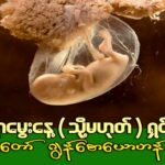‘‘ပျော်စရာမွေးနေ့ (သို့မဟုတ်) ရှင်သန်ခွင့်’’