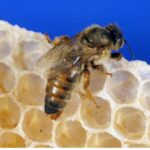 အကူအညီနဲ့ ပံ့ပိုးမှု