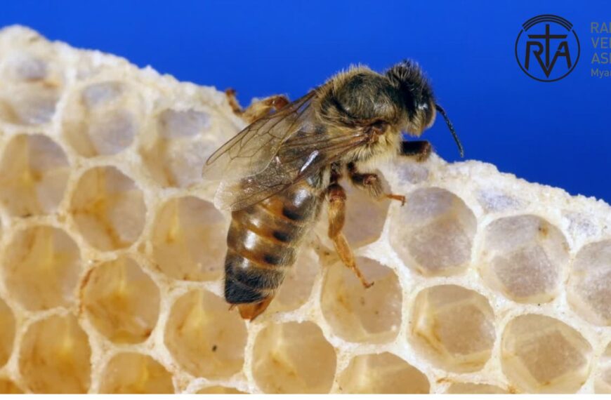 အကူအညီနဲ့ ပံ့ပိုးမှု