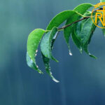 အားနာရင်ခါးပါလိမ့်မယ်