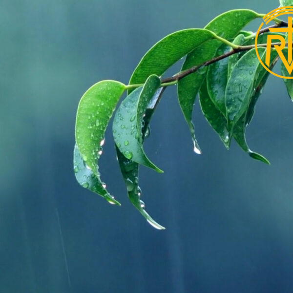 အားနာရင်ခါးပါလိမ့်မယ်