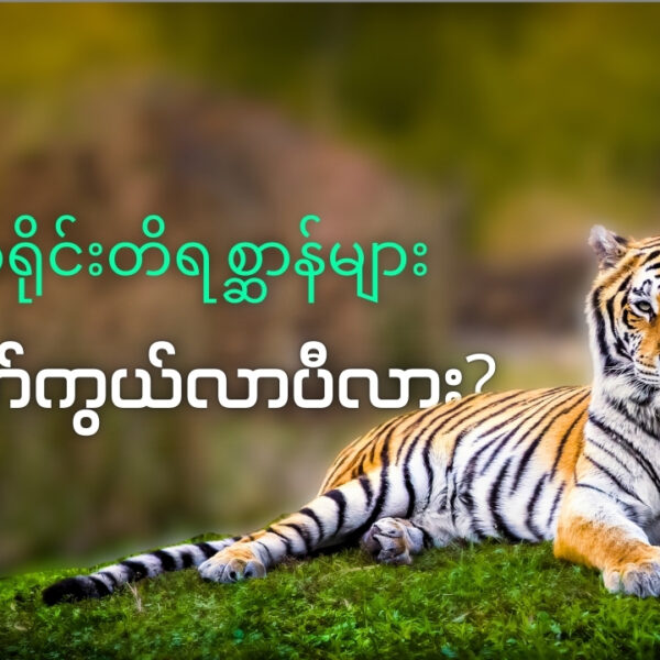 တောရိုင်းတိရစ္ဆာန် ပျောက်ကွယ်မှုများနှင့် အမဲလိုက်မှုများ