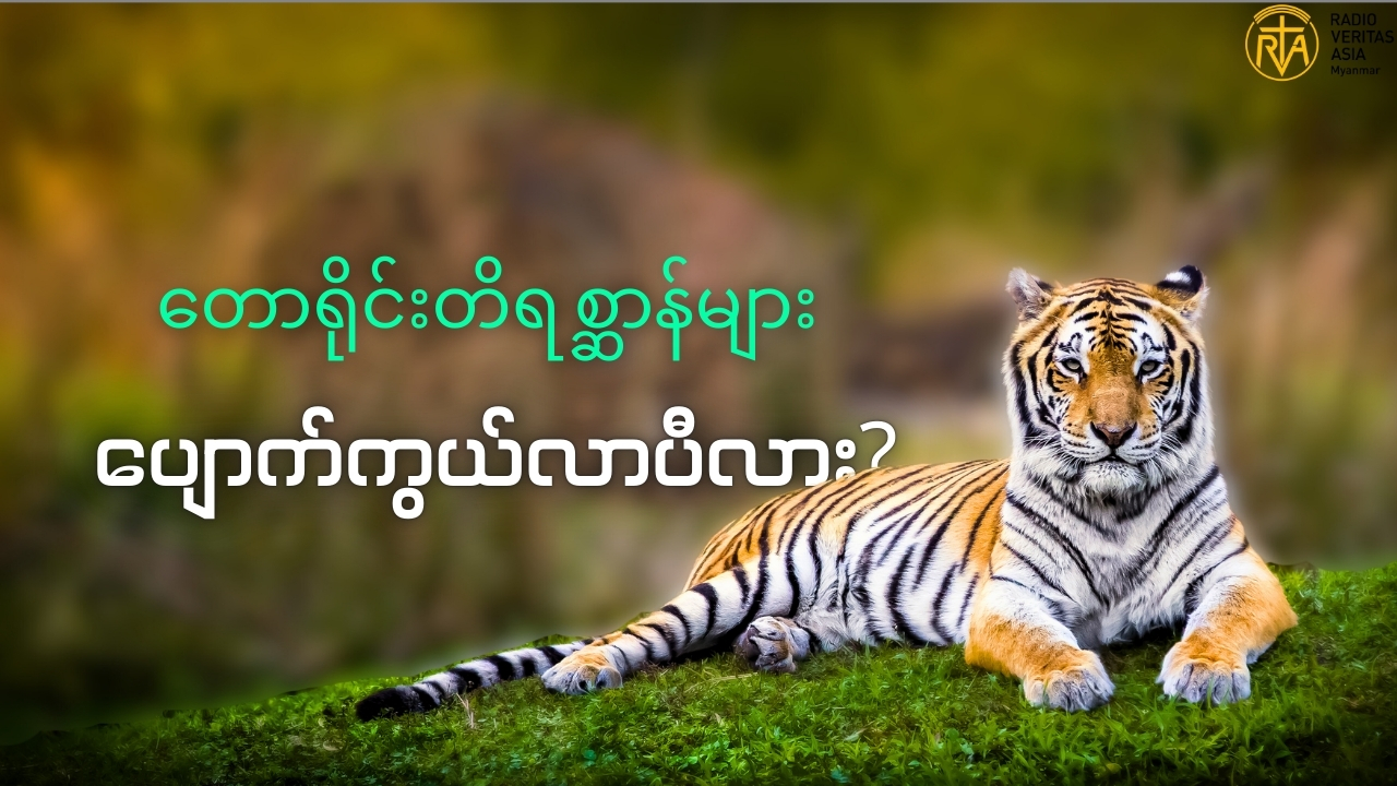 တောရိုင်းတိရစ္ဆာန် ပျောက်ကွယ်မှုများနှင့် အမဲလိုက်မှုများ