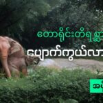 အားလုံးပဲ မင်္ဂလာပါ။ဒီတစ်ပတ် ‘ထိန်းသိမ်းကြစေ သဘာဝအမွေ’ အစီအစဉ်လေးမှာ ပြောပြသွားမယ့် အကြောင်းအရာလေးကတော့ ‘တောရိုင်းတိရစ္ဆာန် ပျောက်ကွယ်မှုများနှင့် အမဲလိုက်မှုများ အပိုင်း ( ၂ )’ ဆိုတယ့်အကြောင်းကို တင်ဆက်ပေးသွားမှာပဲ ဖြစ်ပါတယ်။