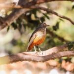 ဘုရားသခင်၏ဖန်ဆင်းခြင်းသည် စစ်တလင်းပြင်မဟုတ်။ ရှင်သန်ရန်အရင်းအမြစ်ဖြစ်သည်။