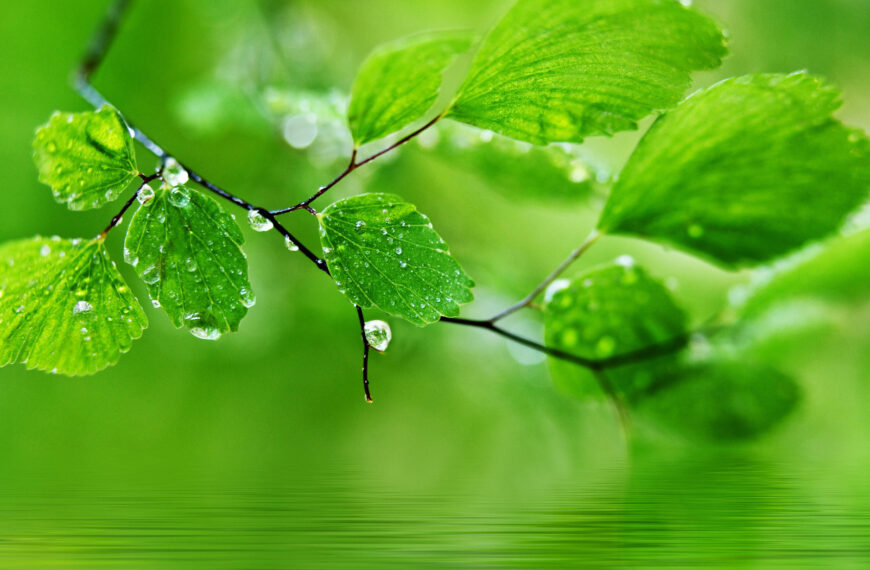 မျှော်လင့်ချက်တွေ လျော့ချပါ