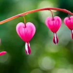 ကိုယ့်ပုံစံနဲ့ကို နေရတာကို ကျေနပ်ခြင်း