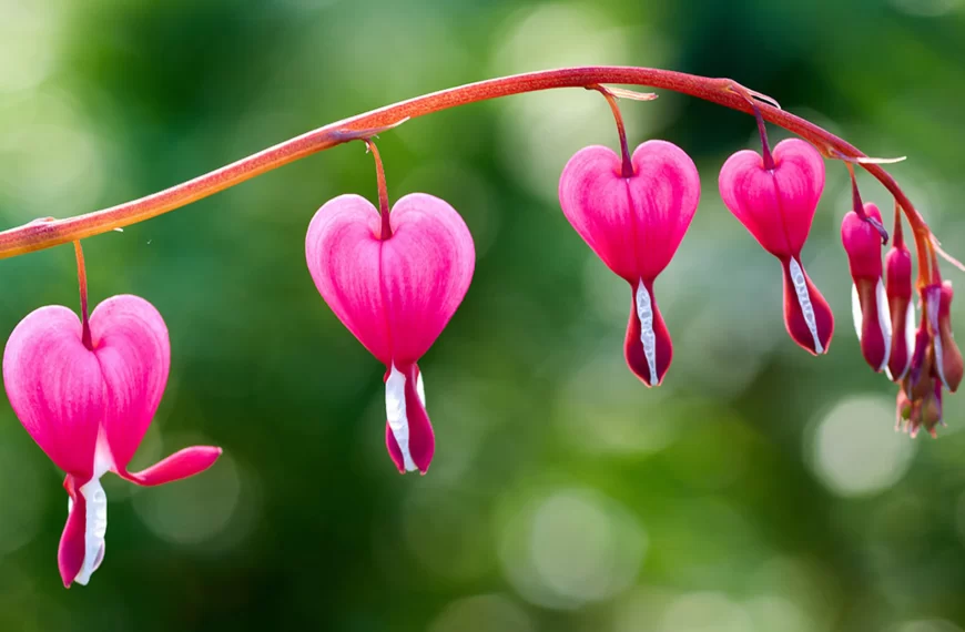 ကိုယ့်ပုံစံနဲ့ကို နေရတာကို ကျေနပ်ခြင်း